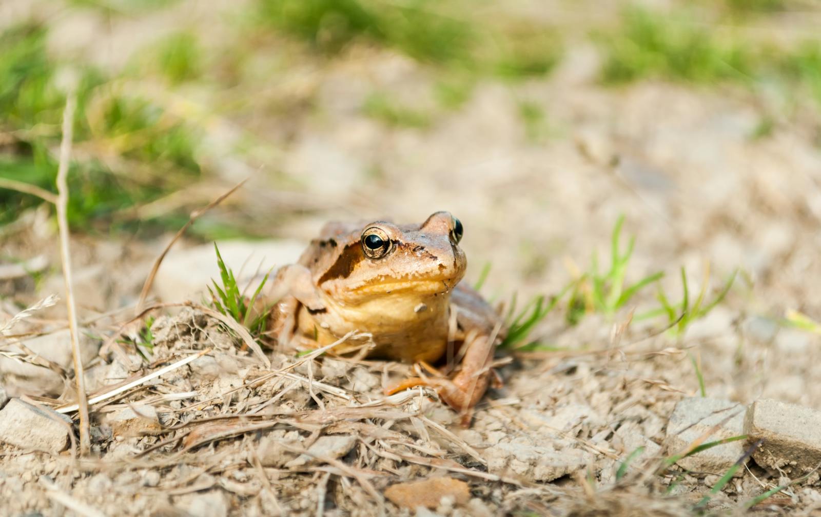 Rana bruna su terreno roccioso circondata da erba