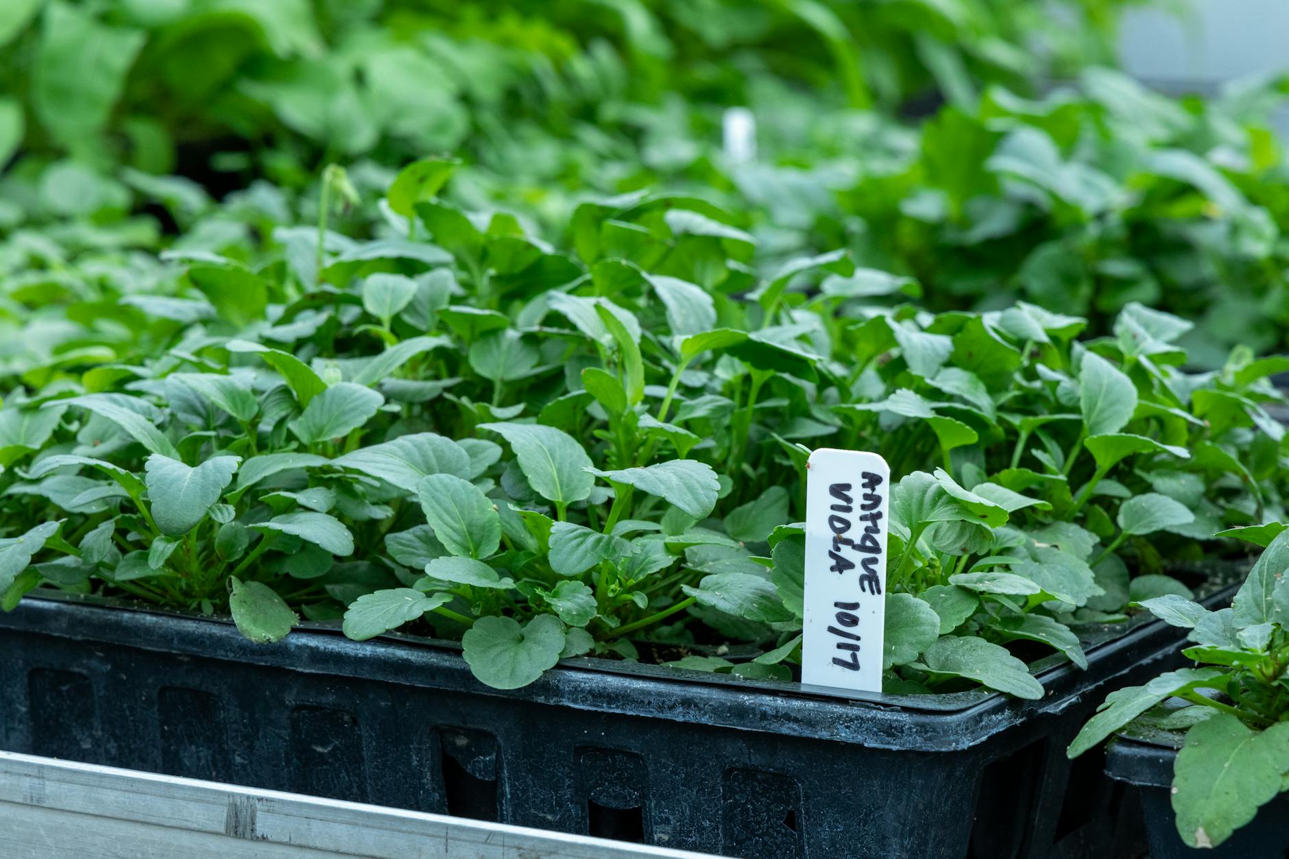 Campo gelato all'alba in primavera, immagine legata alla tradizione dei santi di ghiaccio
