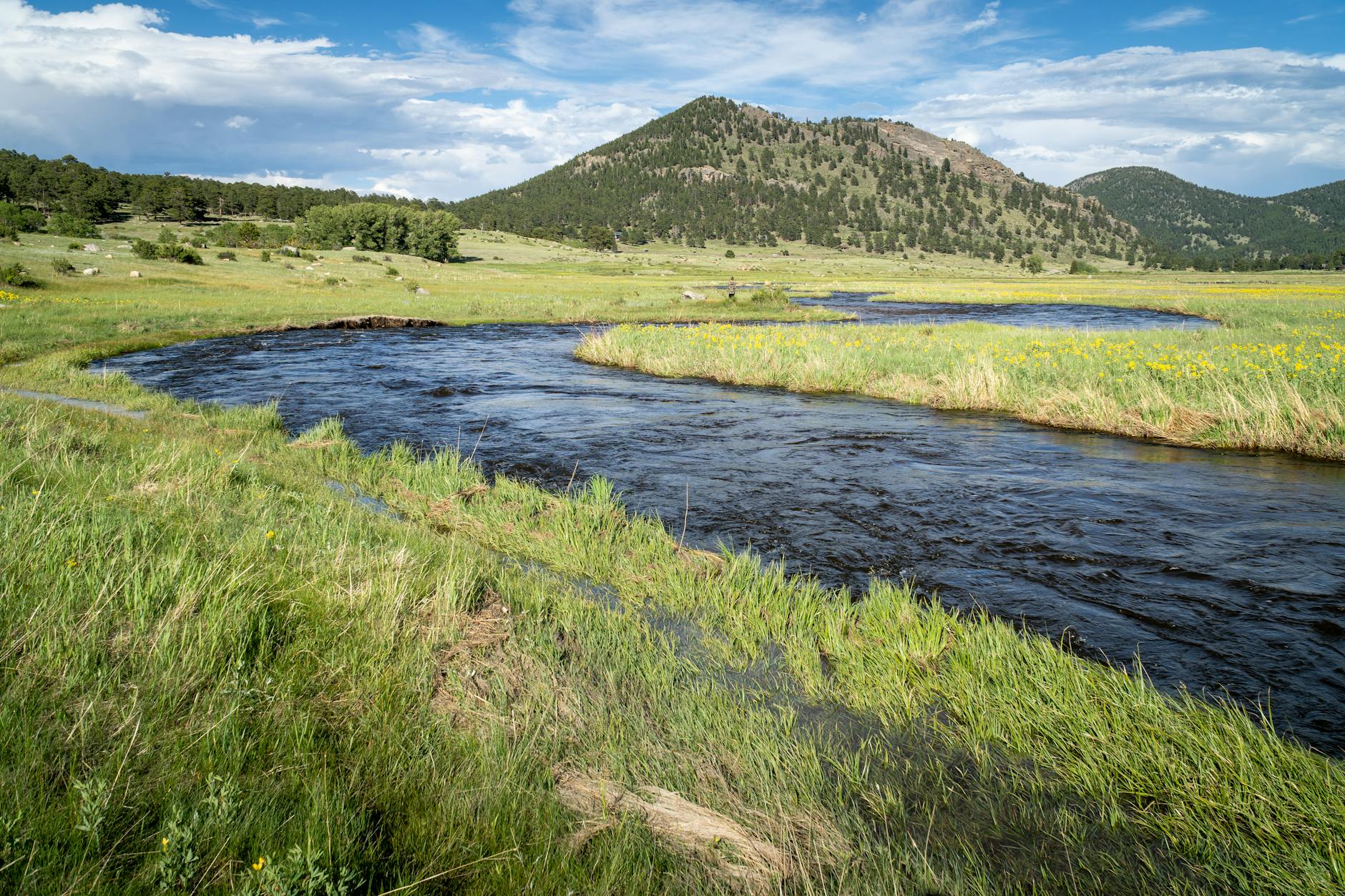 Foresta fitta e fiume vicino alla foce del Columbia