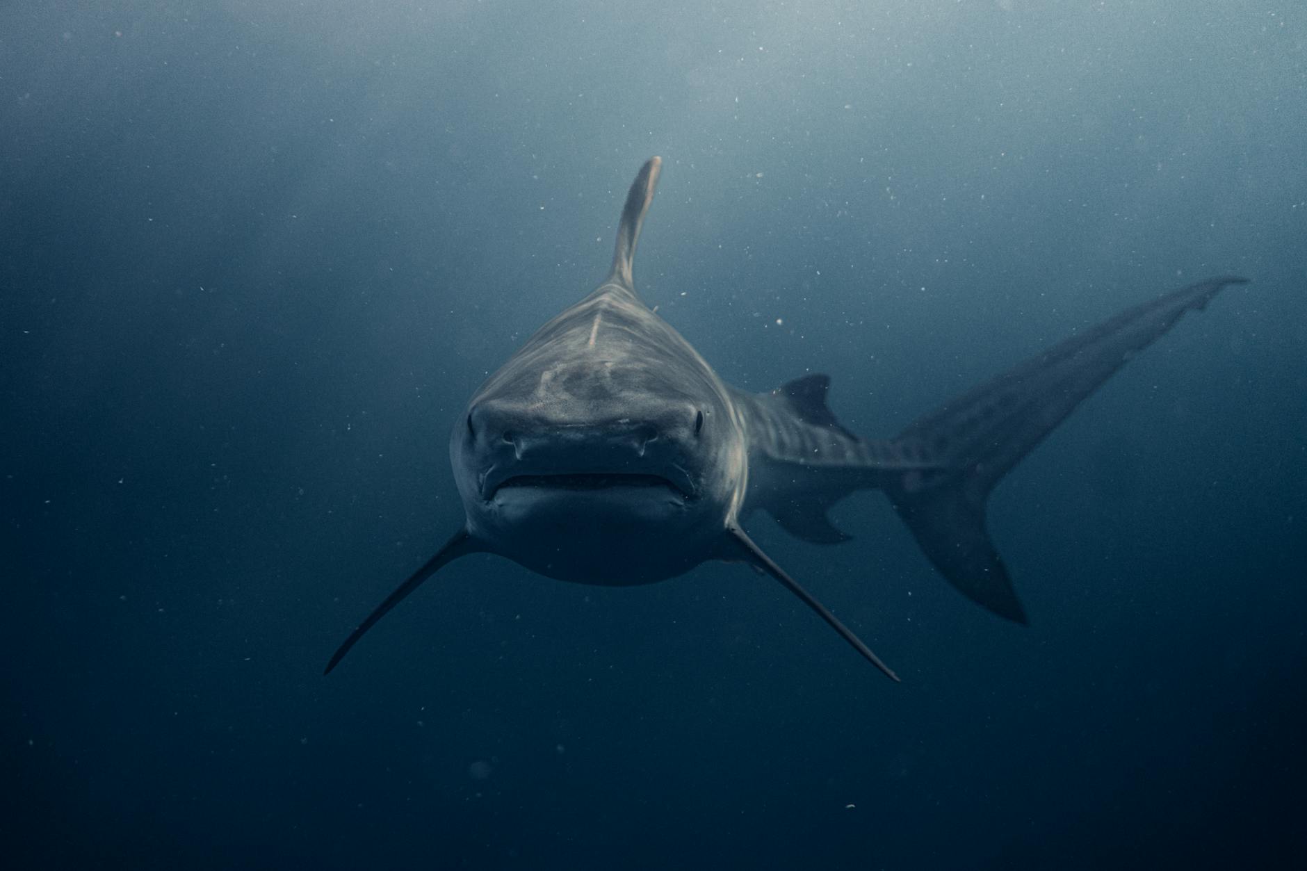 Squalo predatore nell'oceano