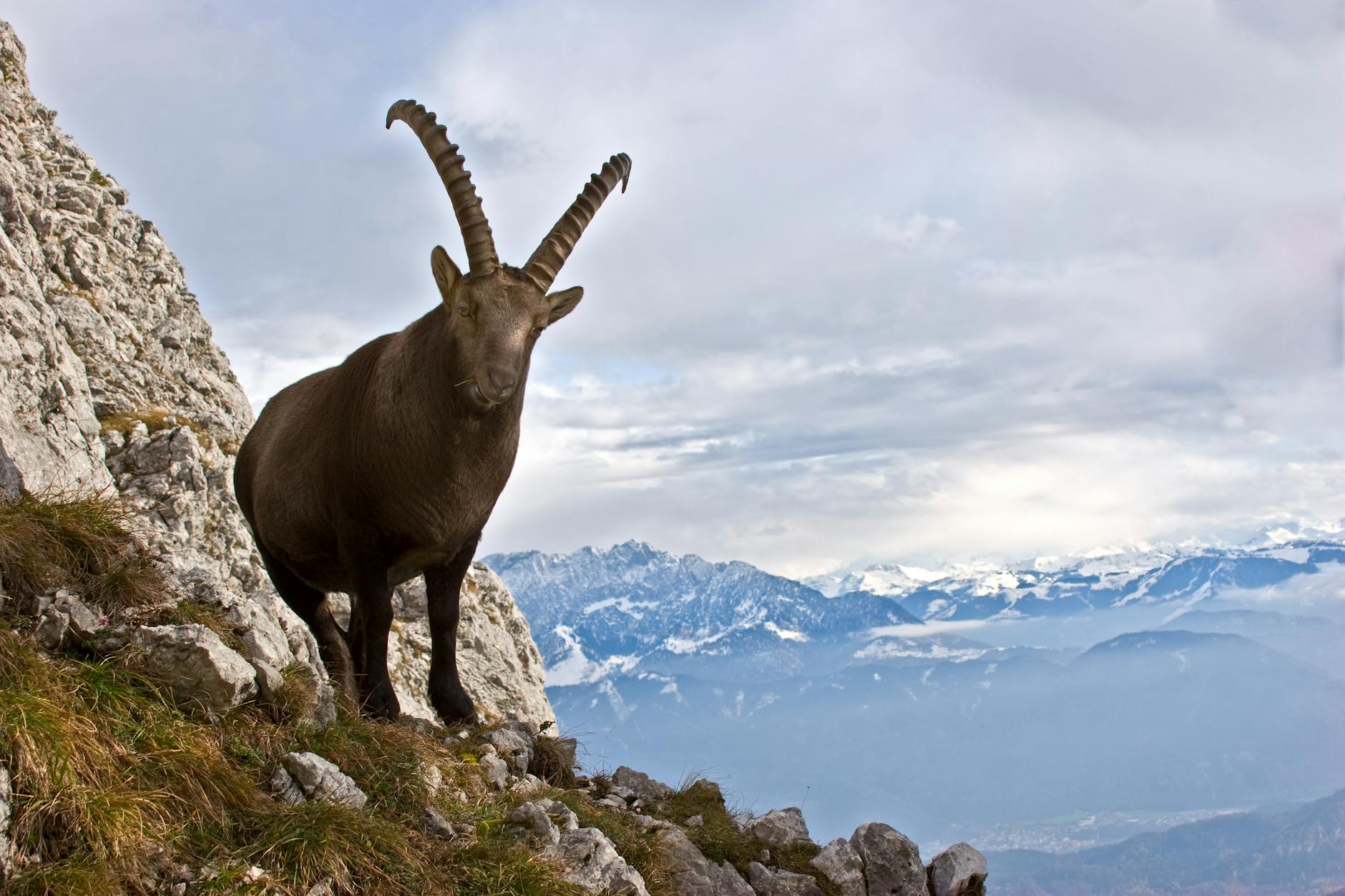 Stambecco delle Alpi su una roccia