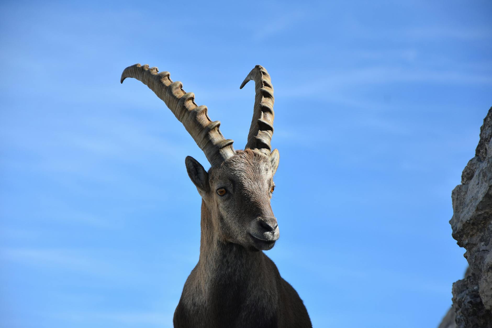 Stambecco con grandi corna in montagna