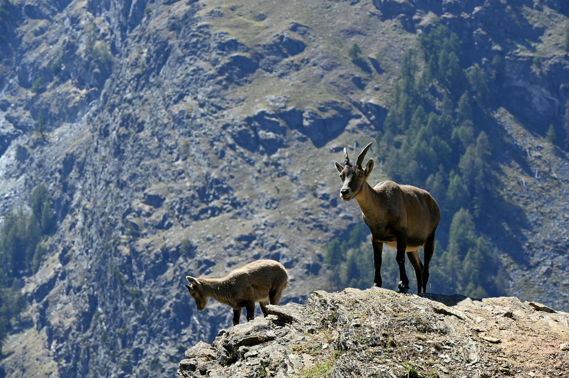 Ungulati di montagna su una parete rocciosa