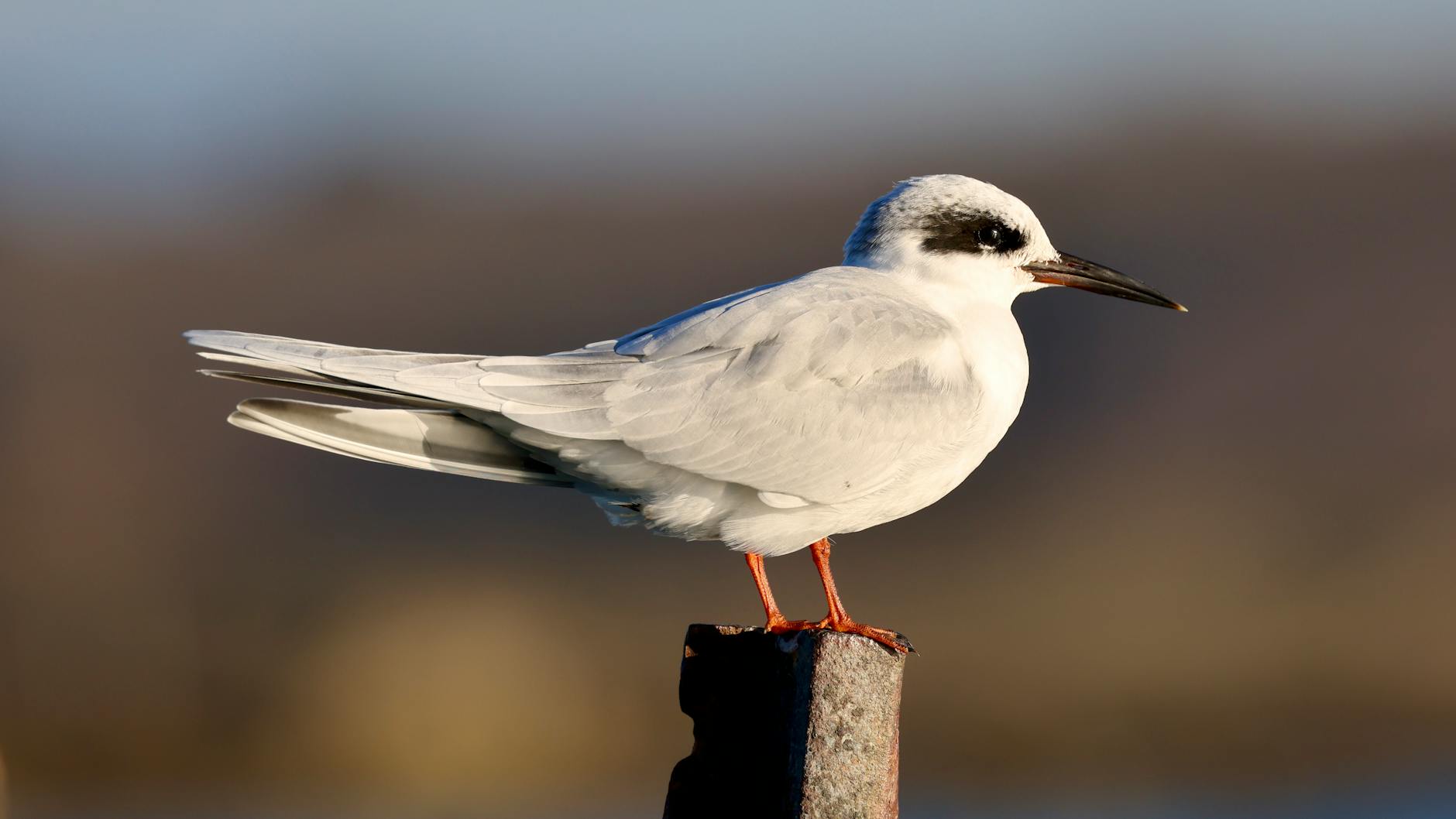 Sterna artica in volo sopra il mare