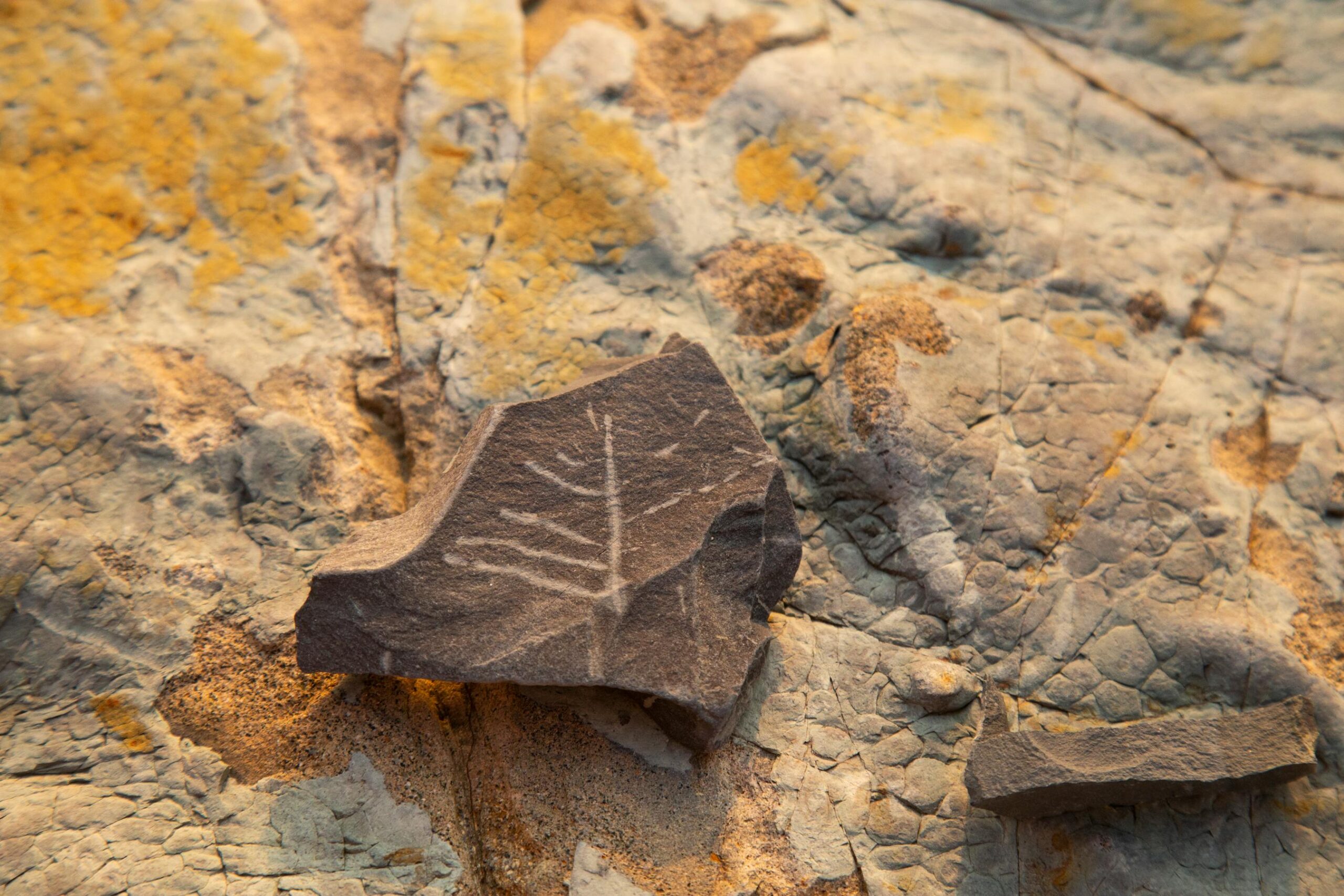 Fossile di dinosauro incastonato nella roccia