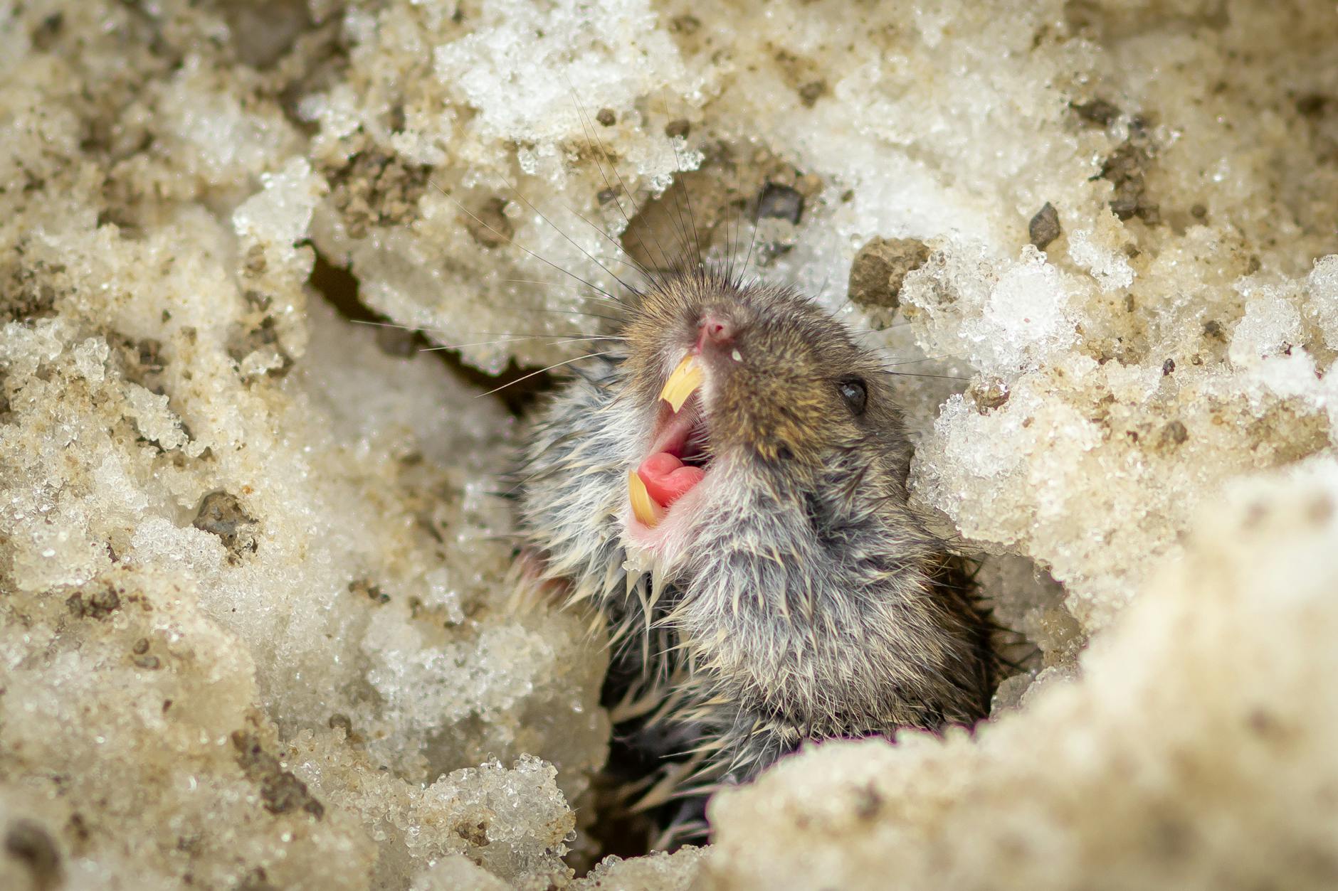 Piccolo mammifero scava nel terreno morbido in cerca di cibo