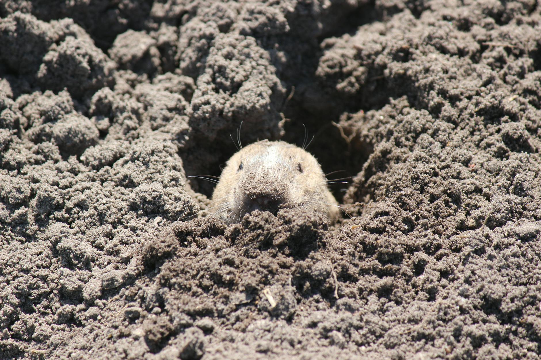 Talpa nel suo habitat naturale tra terra e vegetazione