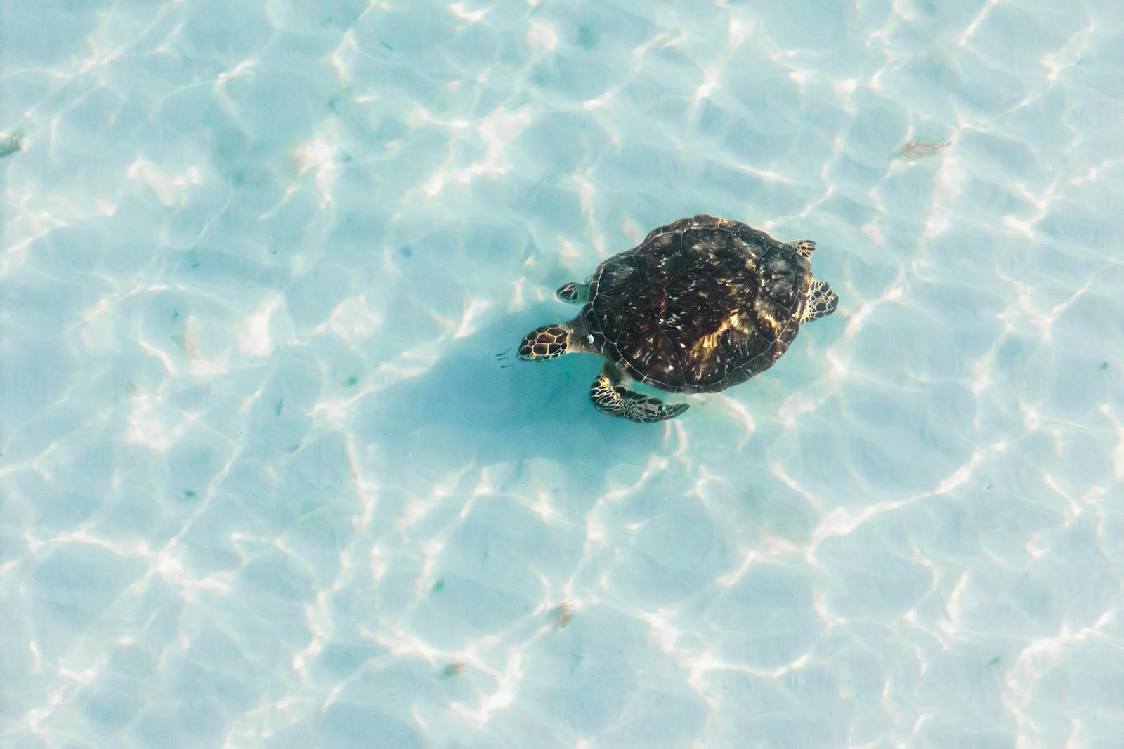 Tartaruga marina nuota in acque cristalline simboleggiando la specie tutelata