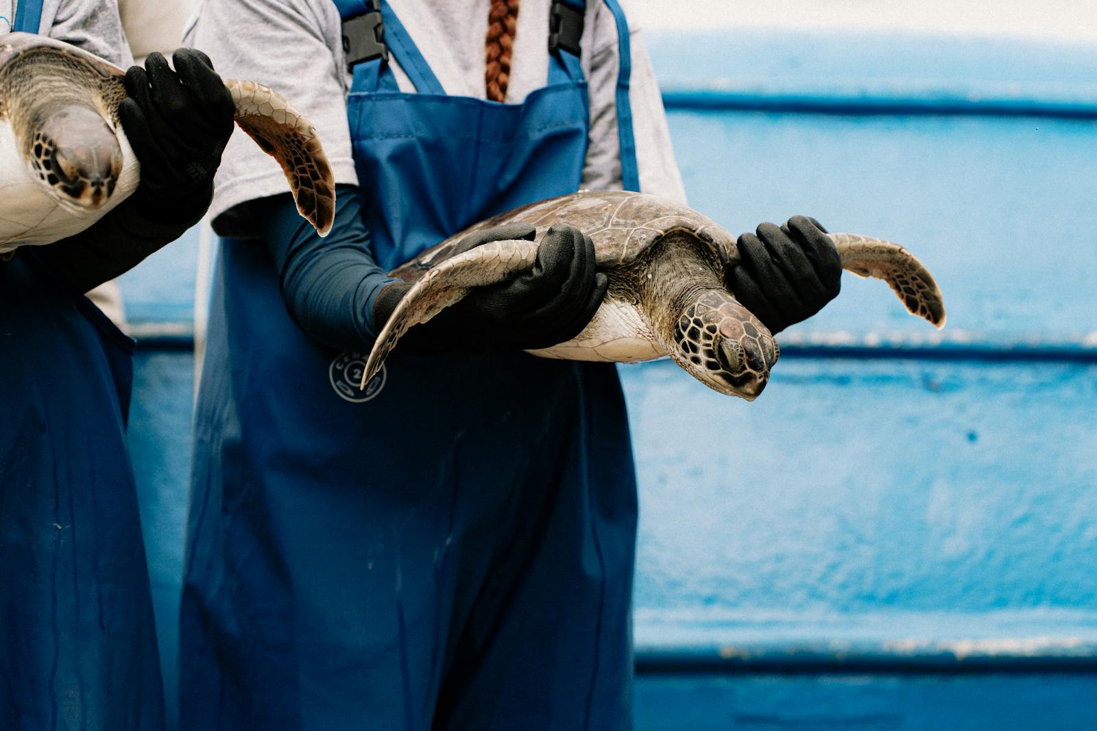 Volontari di un progetto di conservazione marina sostengono delicatamente delle tartarughe marine