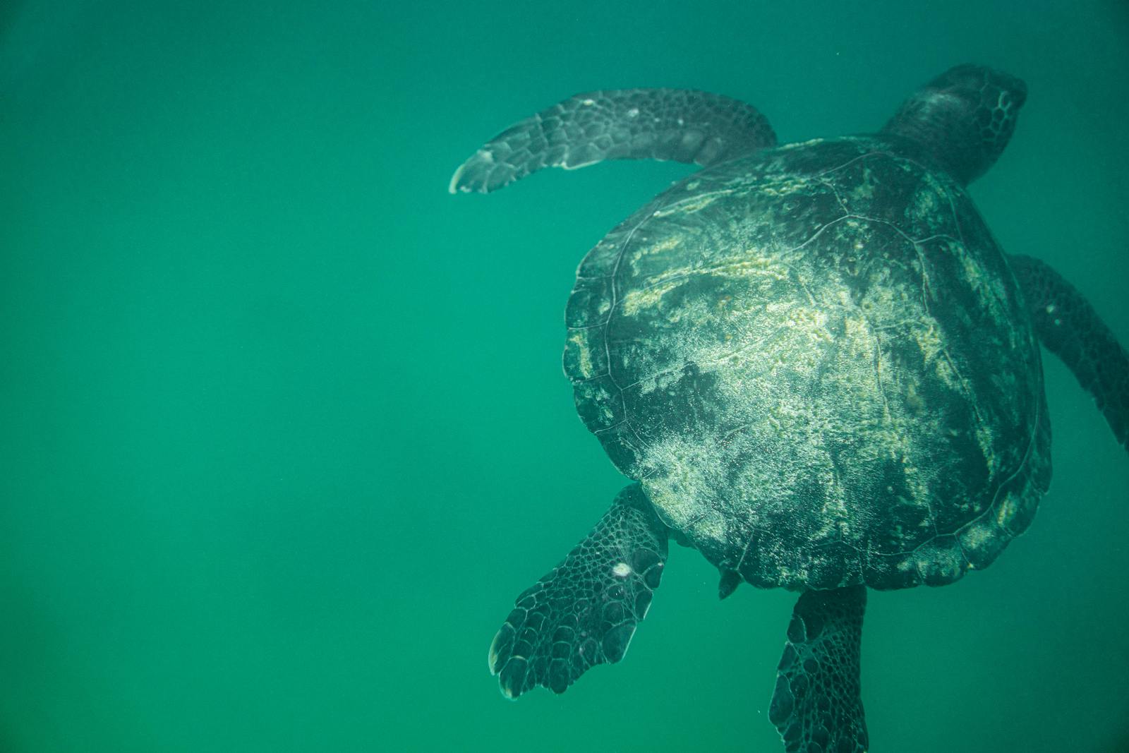 Tartaruga verde che nuota nell'acqua limpida dell'oceano