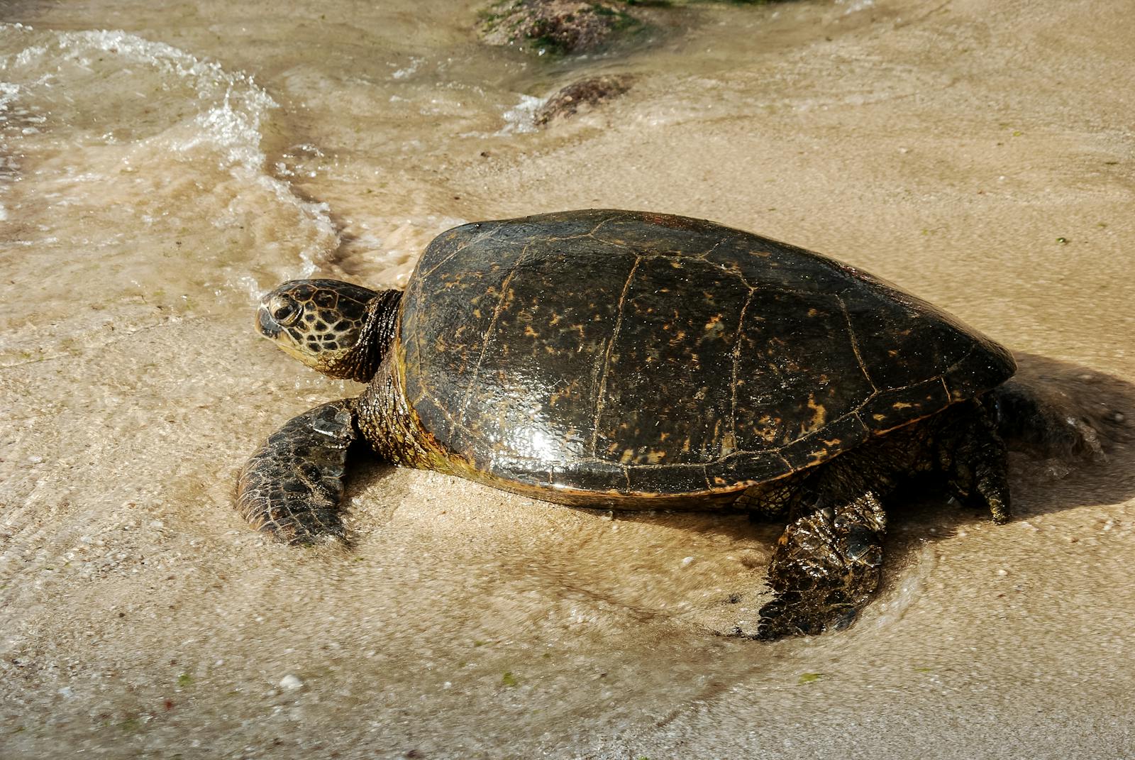 Tartaruga verde su una spiaggia sabbiosa