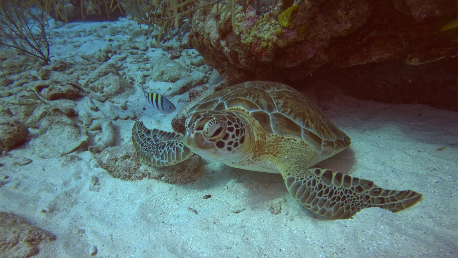 Tartaruga marina che nuota vicino a una barriera corallina