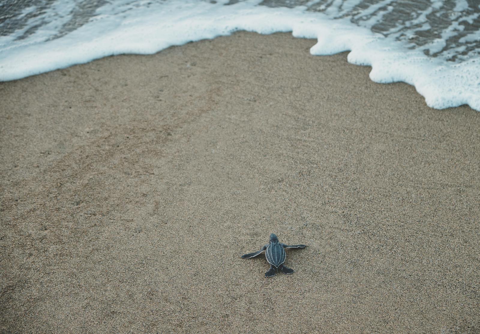 Piccola tartaruga appena nata che raggiunge il mare sulla sabbia