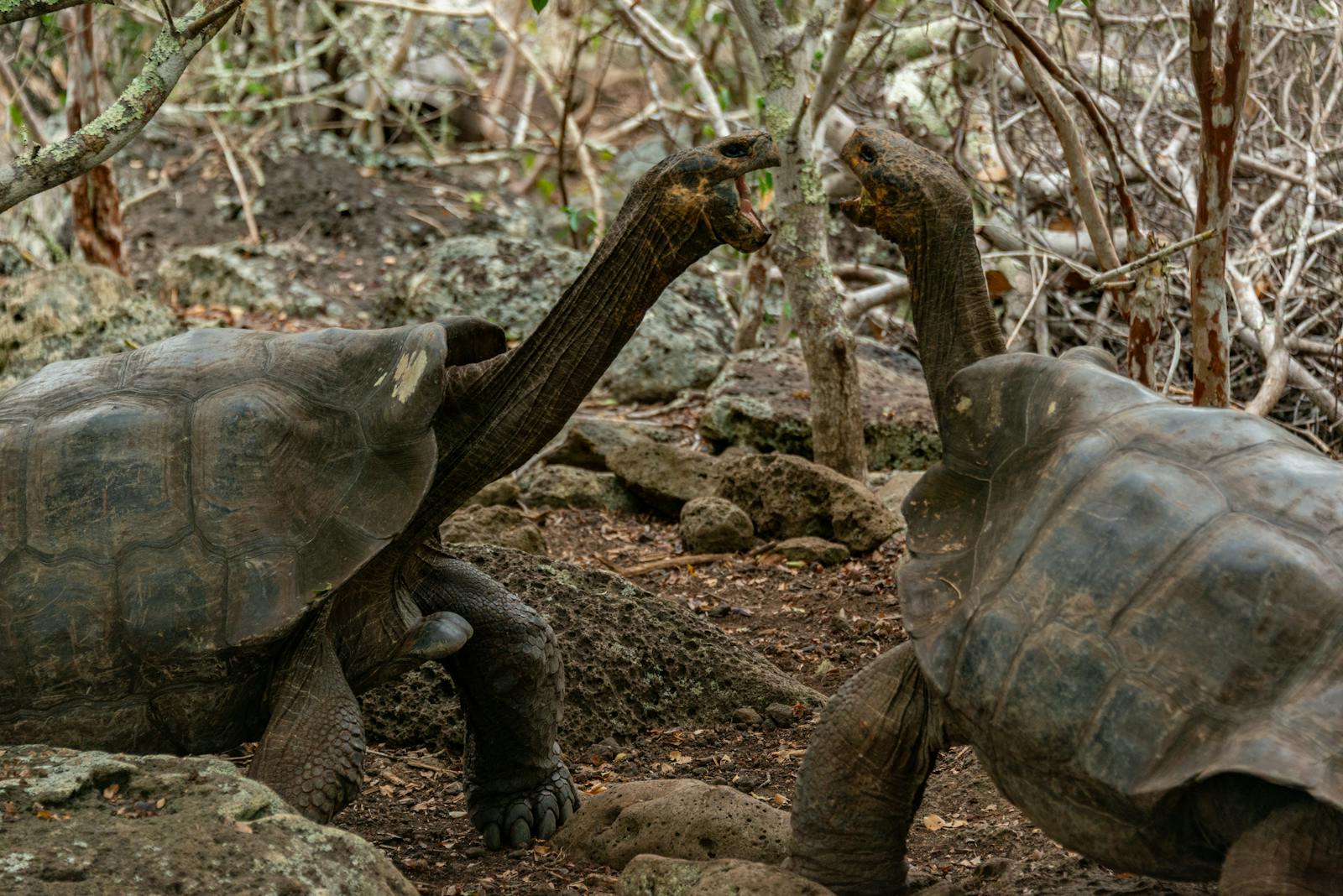 Tartaruga gigante delle Galápagos in primo piano