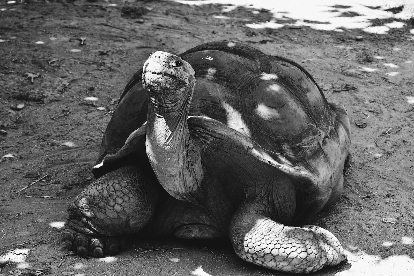 Giovane tartaruga gigante delle Galápagos