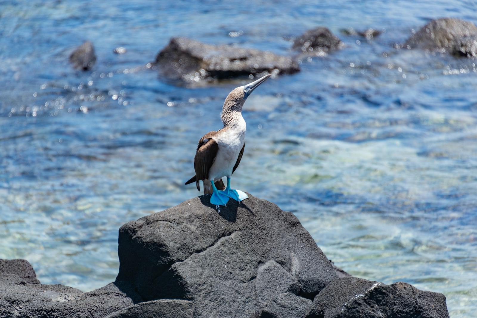 Paesaggio vulcanico delle Galápagos