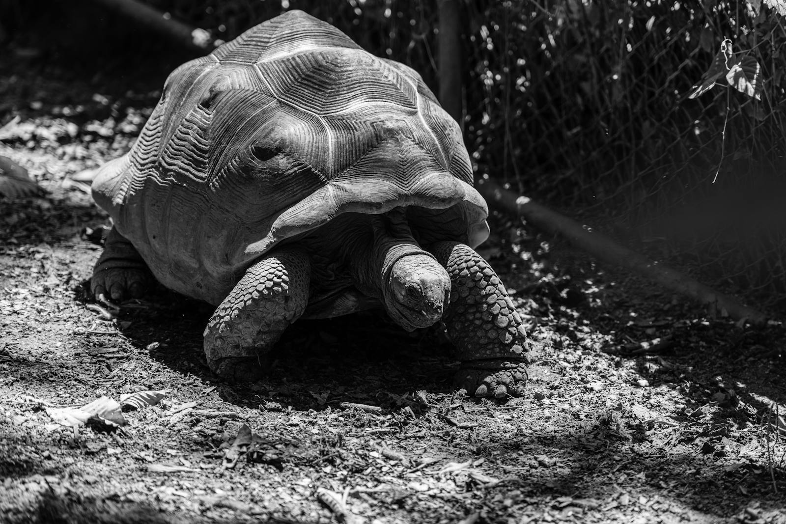 Tartaruga gigante presso una pozza