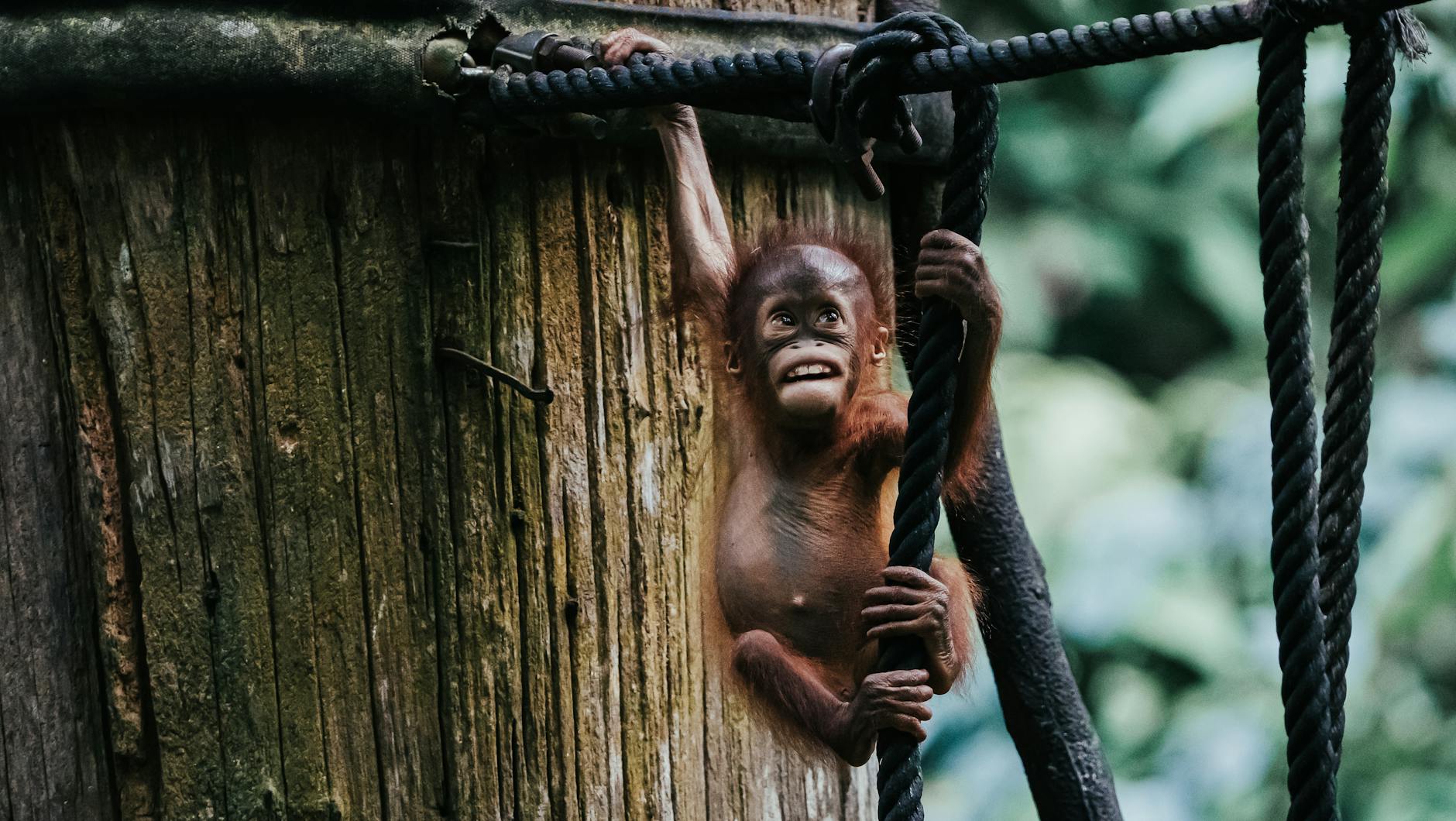 Foresta tropicale del Borneo
