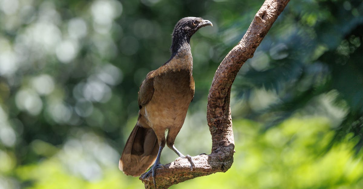 Foresta umida dell'Australia sud-orientale