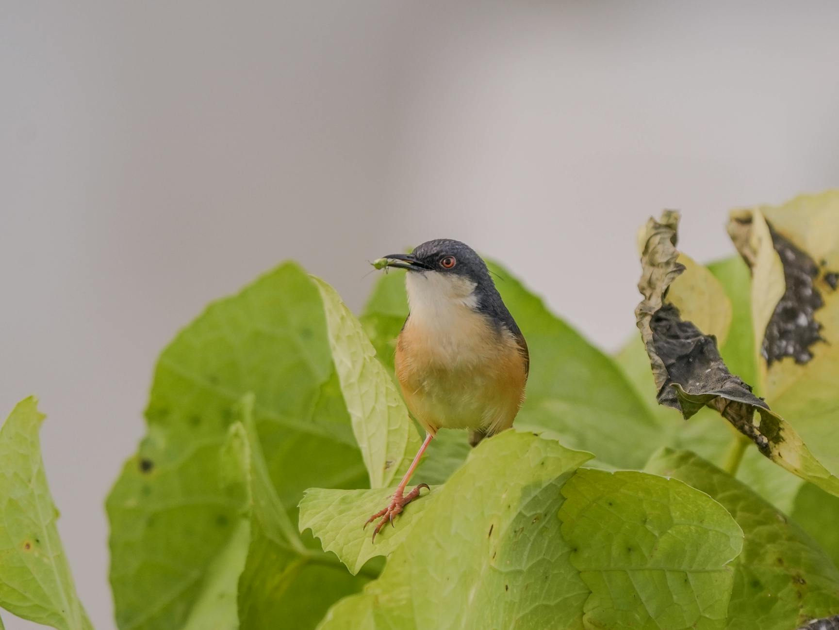 Tailorbird che lavora su una foglia