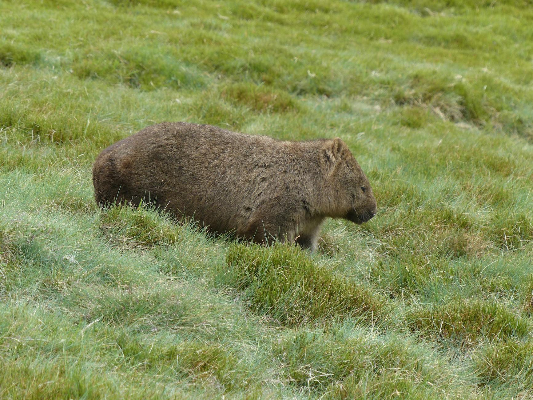 Wombat australiano nel suo ambiente naturale