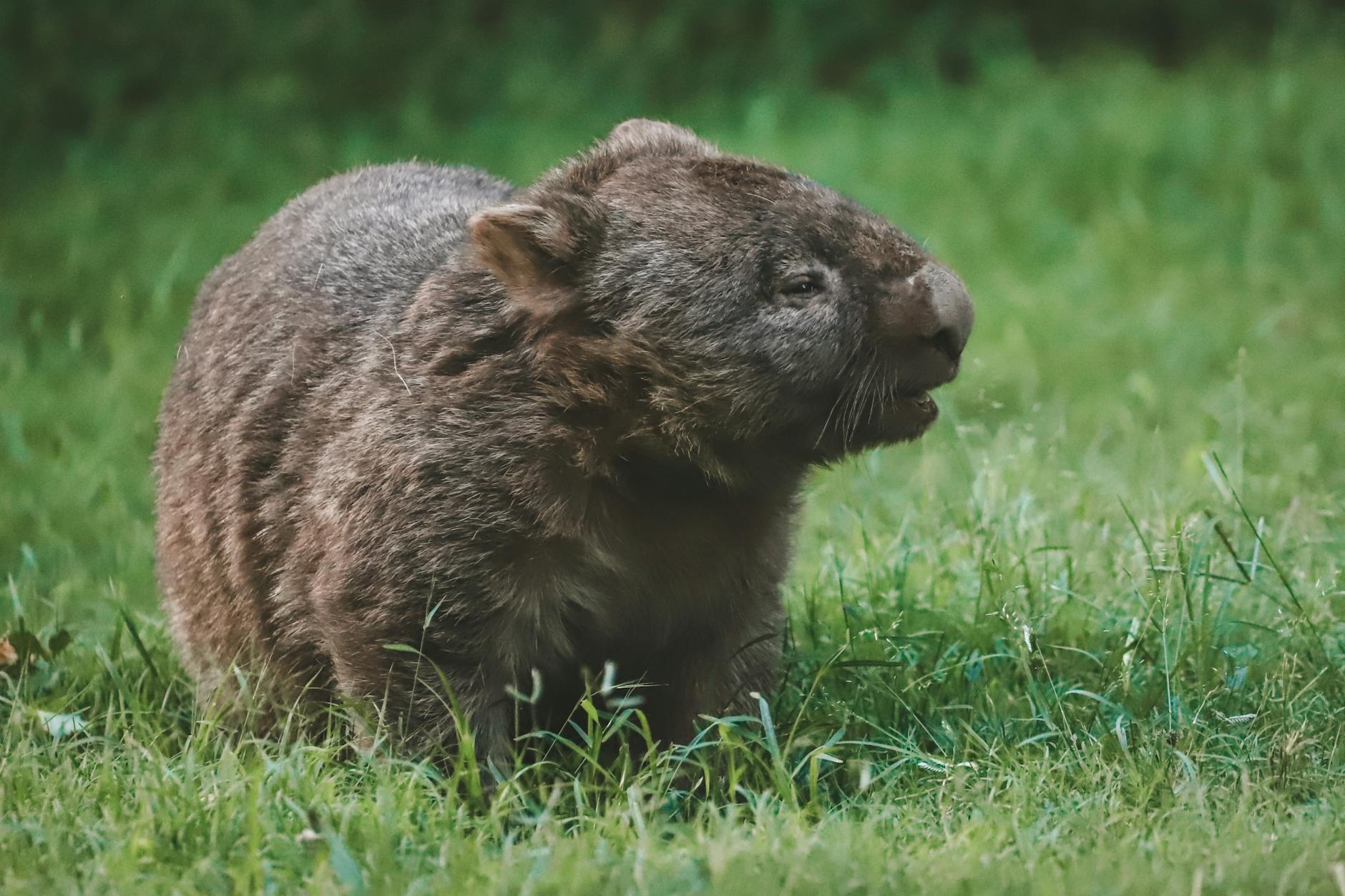 Wombat che cammina vicino alla propria tana scavata nel terreno