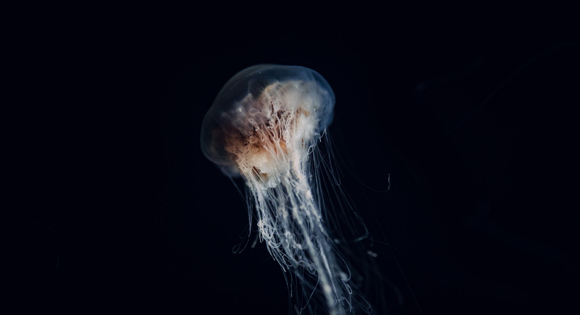 Le meduse hanno un corpo gelatinoso composto quasi solo di acqua.