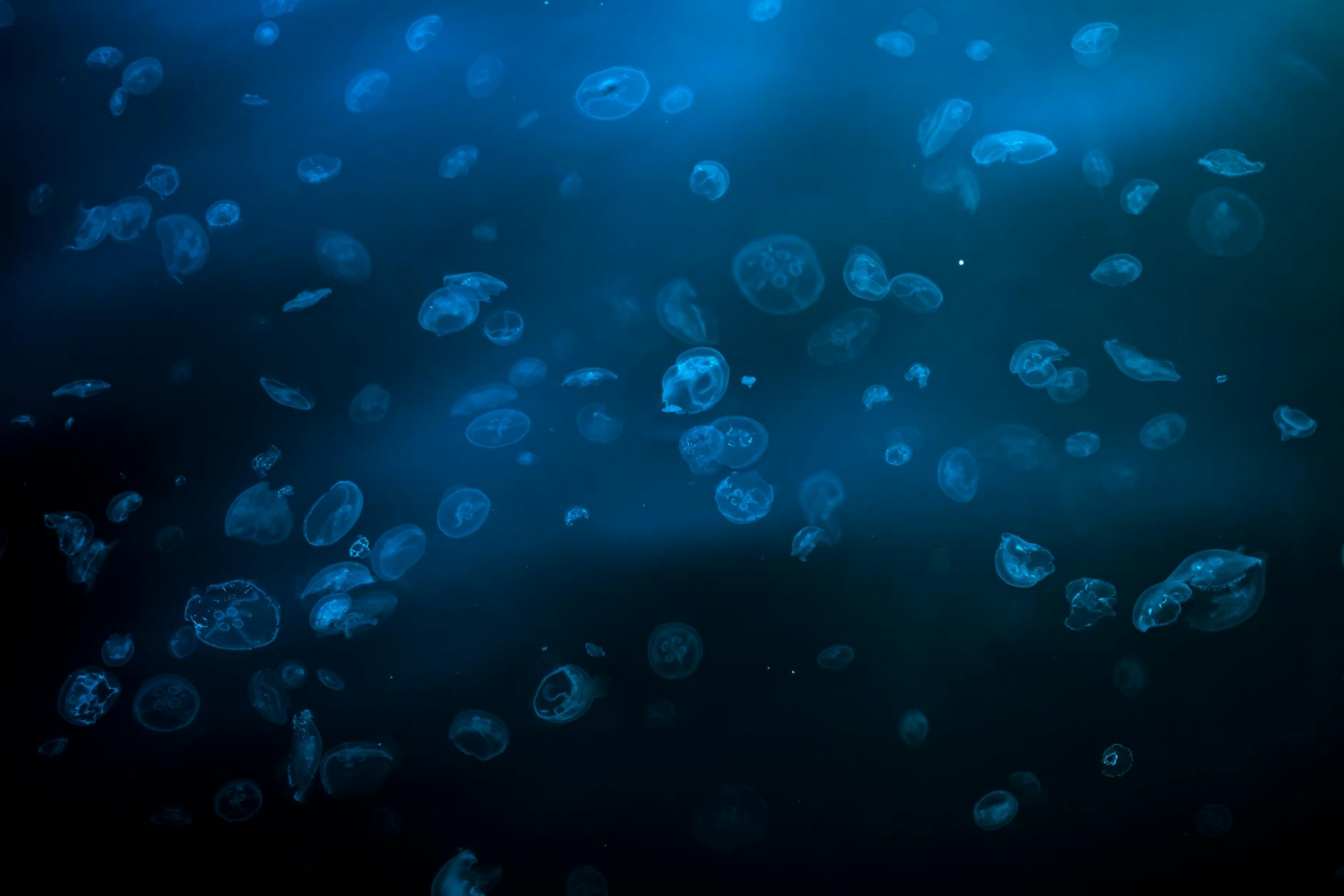 Molte specie sono bioluminescenti e brillano nel buio degli abissi.