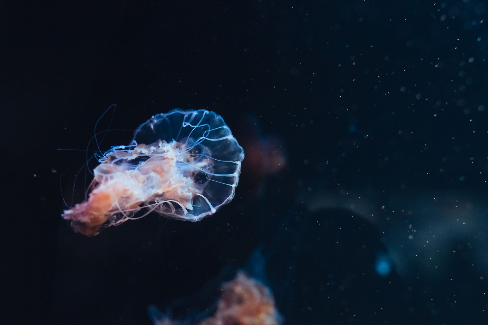 I lunghi tentacoli sono ricoperti di cellule urticanti per catturare le prede.