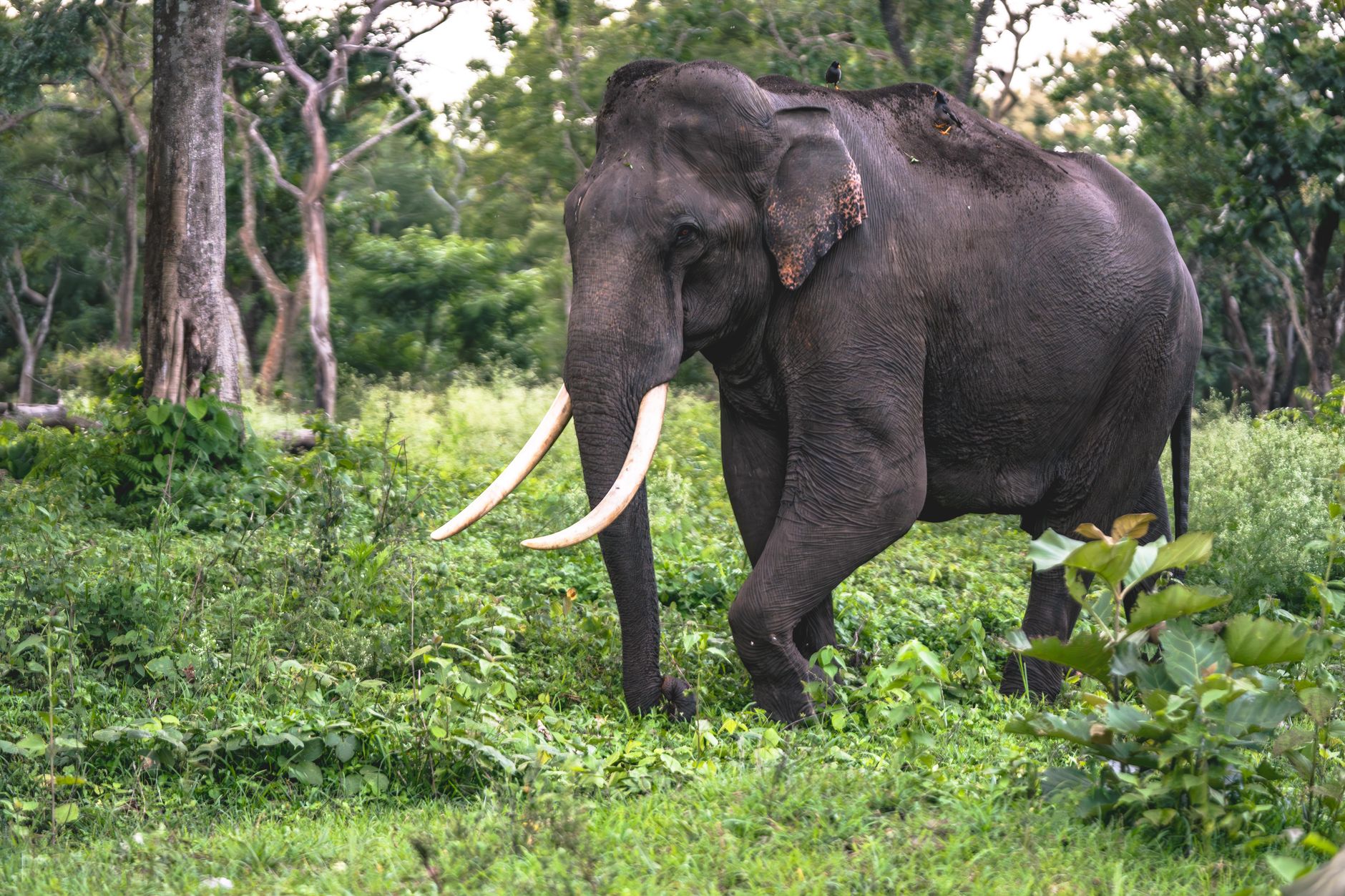 Elefante con grandi zanne, parente moderno dei proboscidati estinti