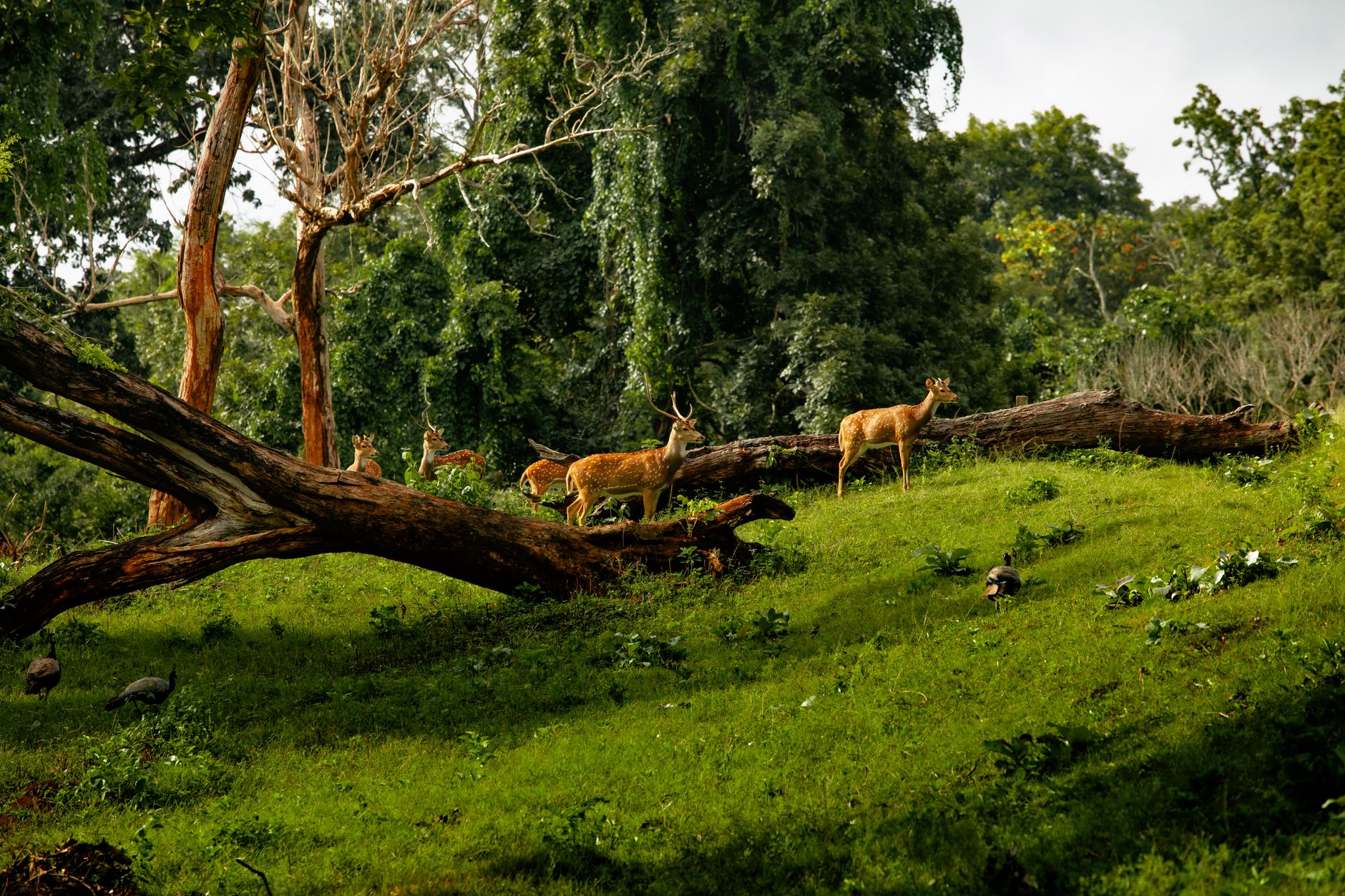 La fauna selvatica che popola le foreste senza presenza umana.