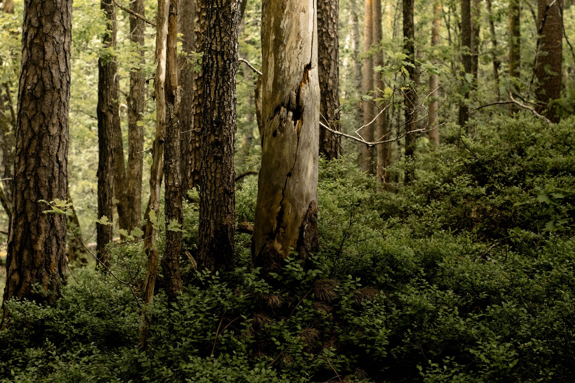 La natura che riconquista gli spazi abbandonati dall'uomo.