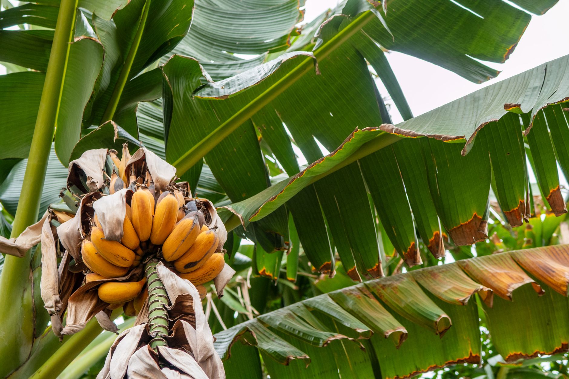 Casco di banane gialle mature