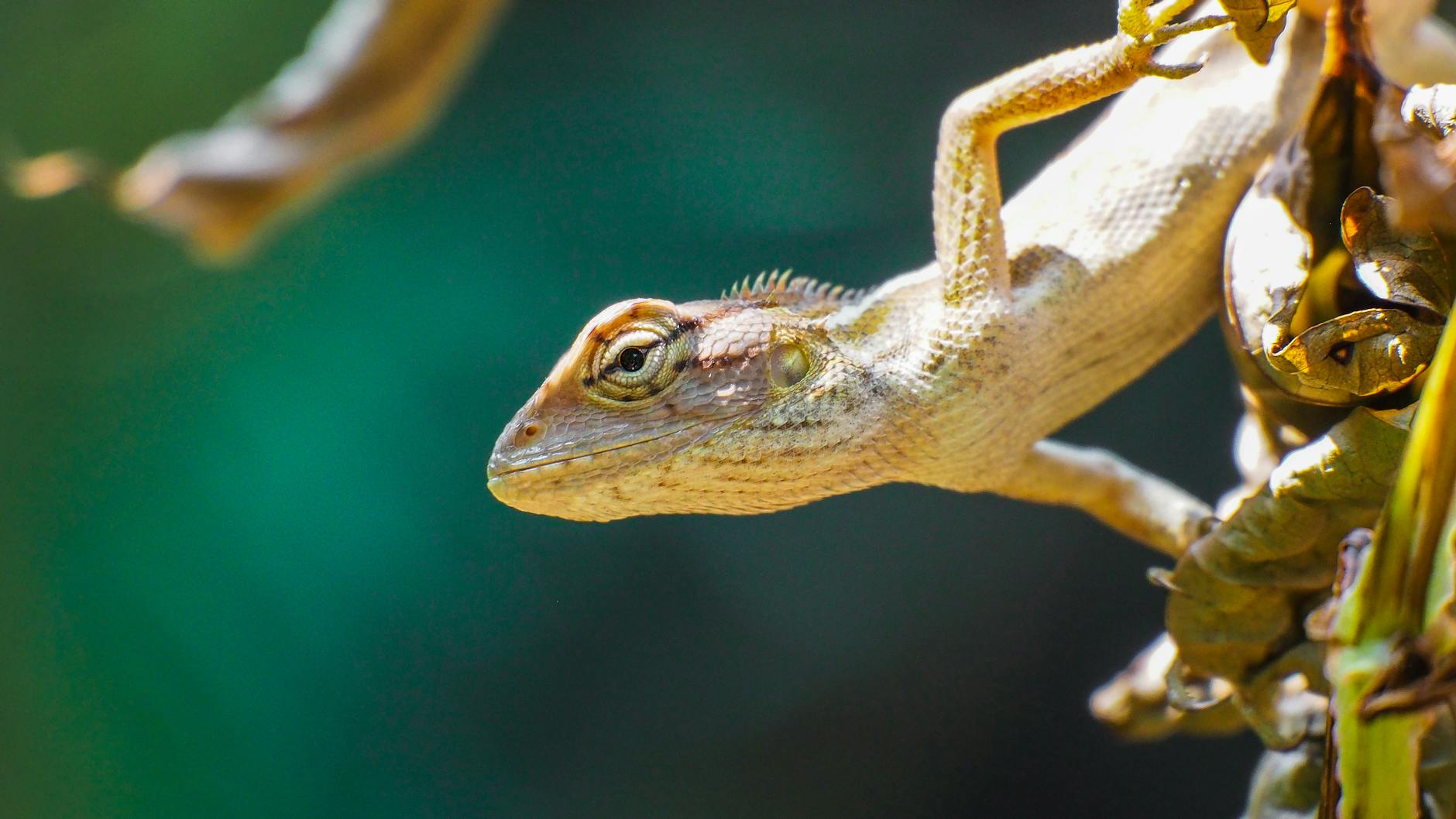 Rettile verde mimetizzato tra la vegetazione