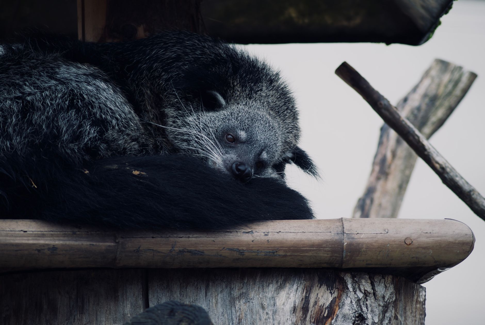 Il binturong: il mammifero che profuma di popcorn