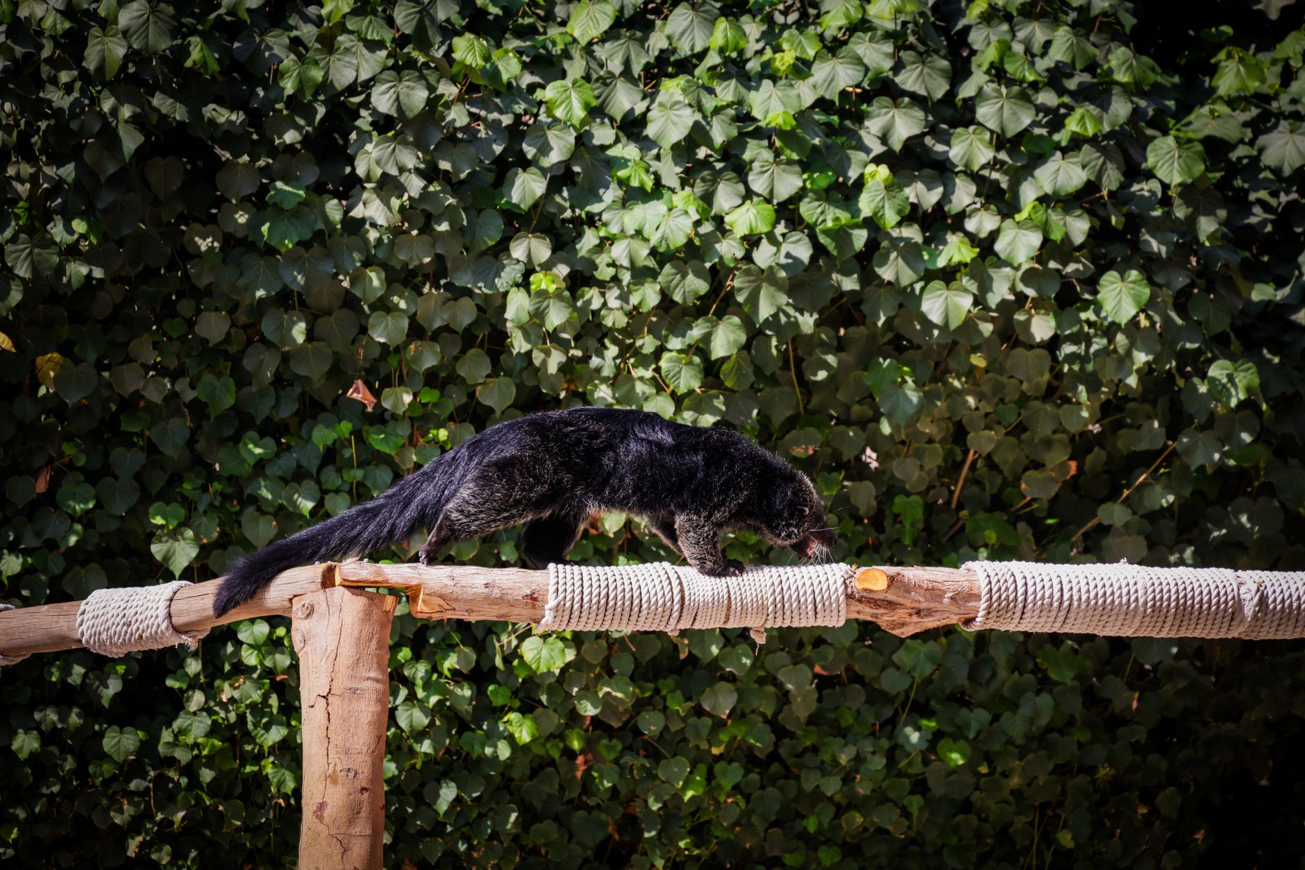Il binturong è un mammifero arboricolo dall'aspetto a metà tra un orso e un gatto.
