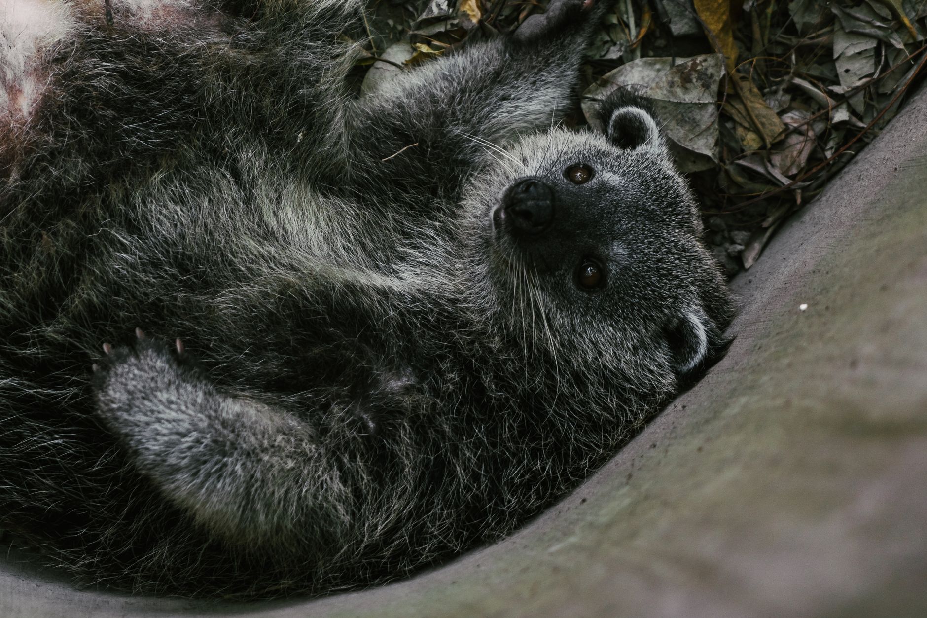 Le foreste pluviali del Sud-est asiatico sono l'habitat naturale del binturong.