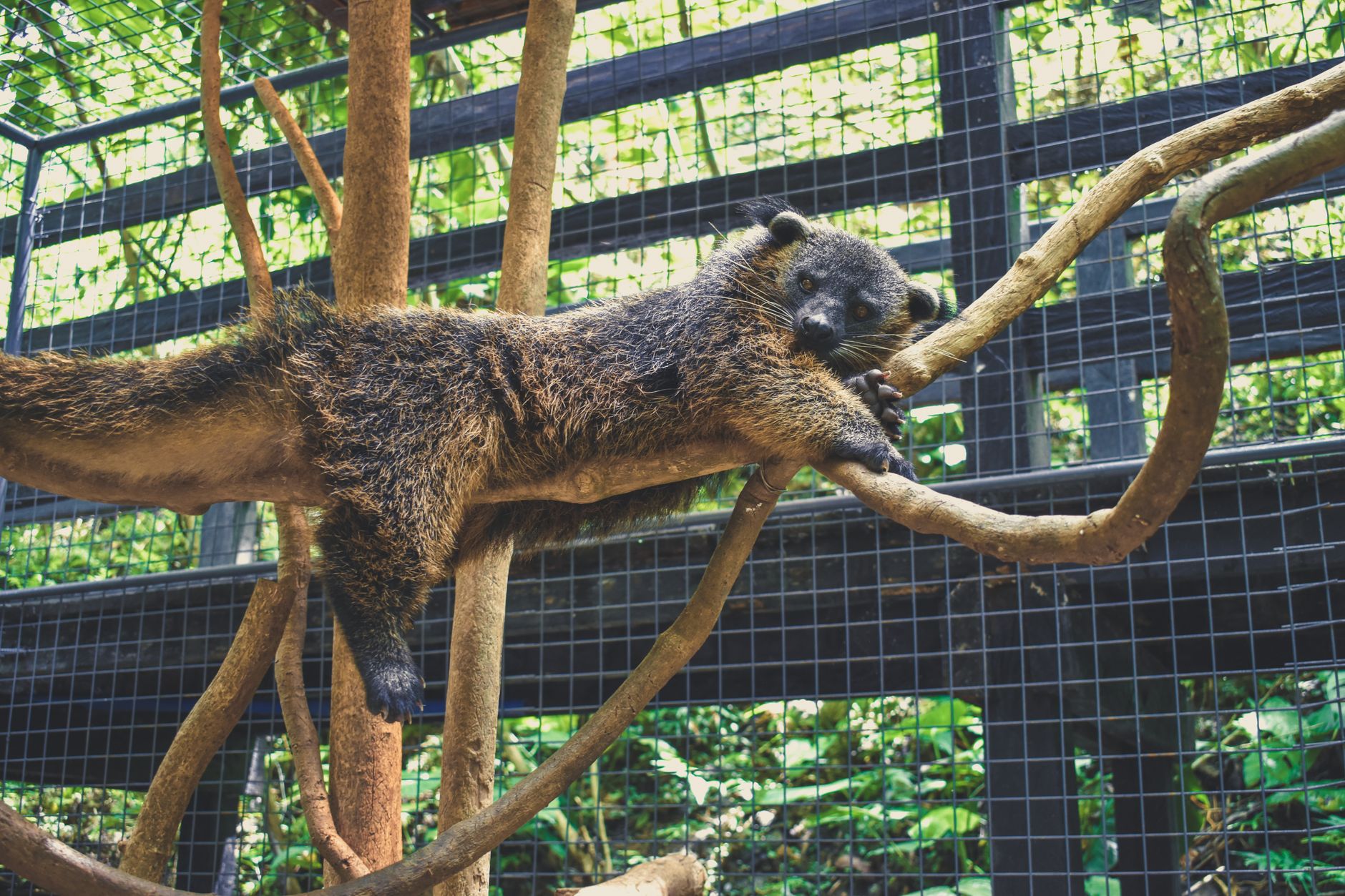 Grazie alla coda prensile, il binturong si muove sicuro tra i rami degli alberi.