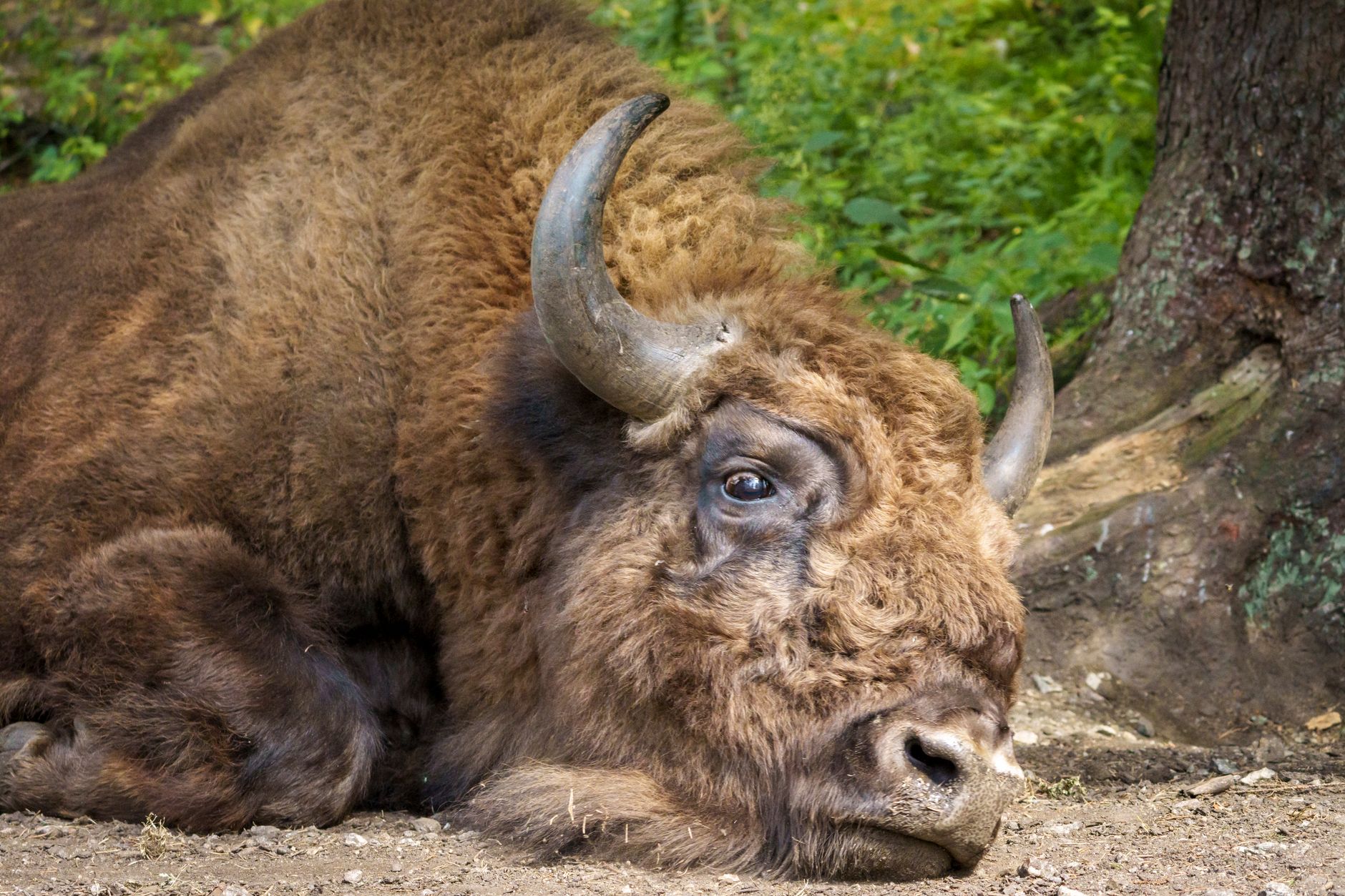 Bisonte europeo in un prato di montagna