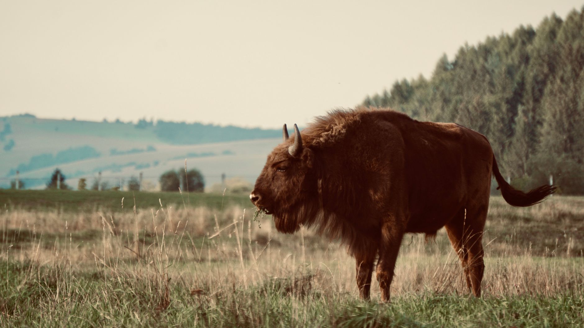 Mandria di bisonti europei al pascolo in una radura