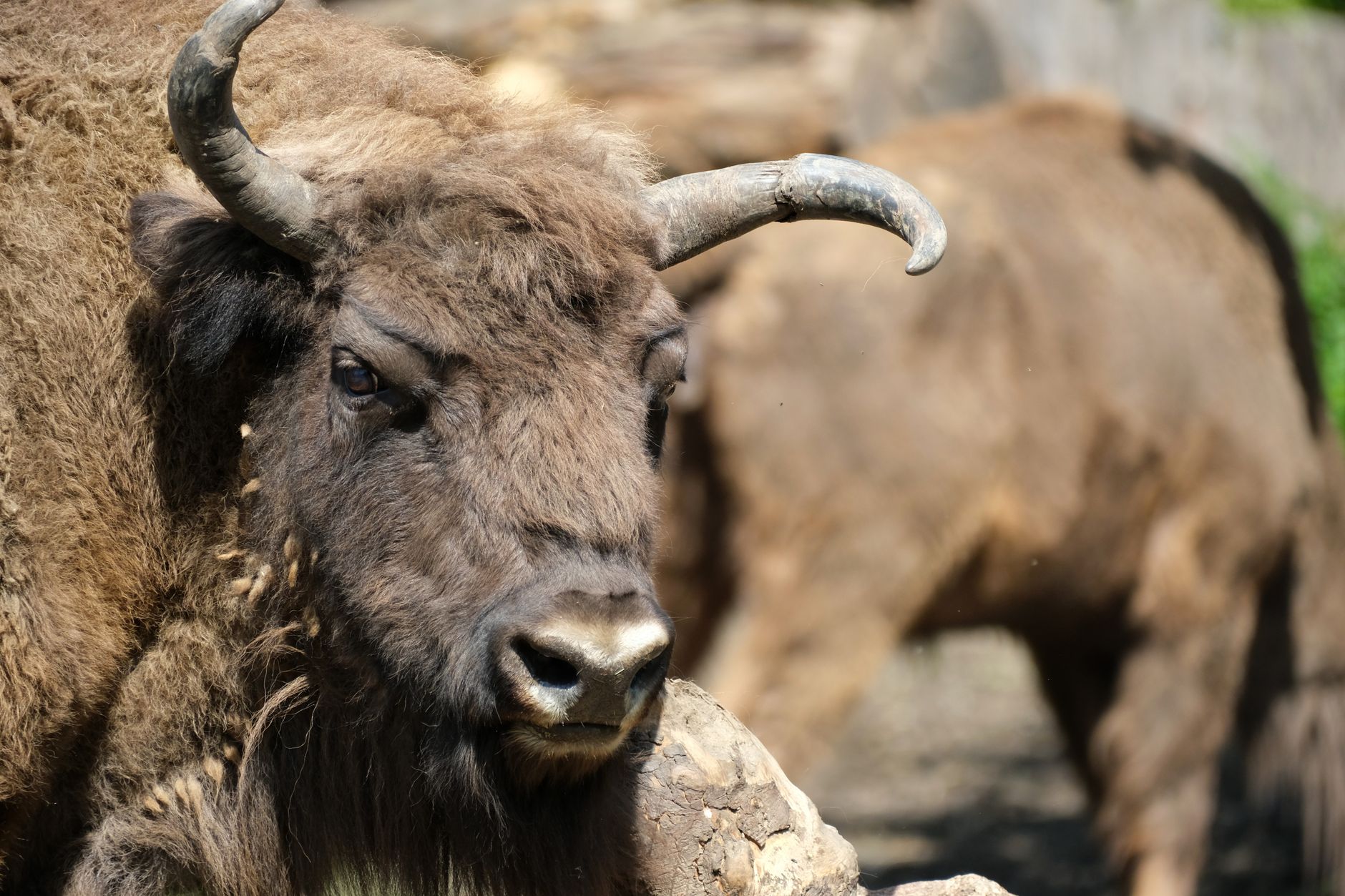 Bisonte adulto nella foresta dei Carpazi