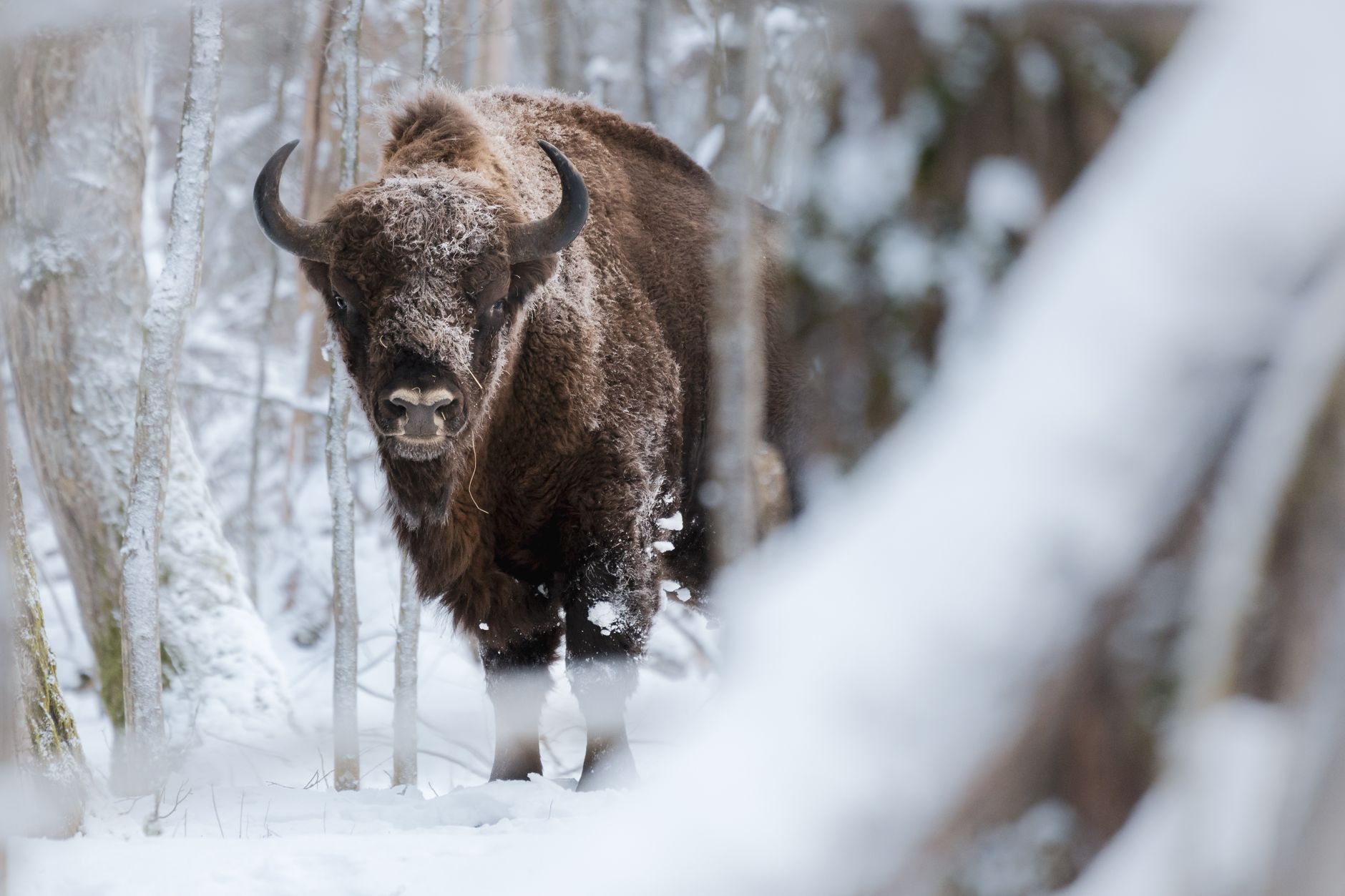 Praterie e boschi di montagna, habitat dei bisonti reintrodotti