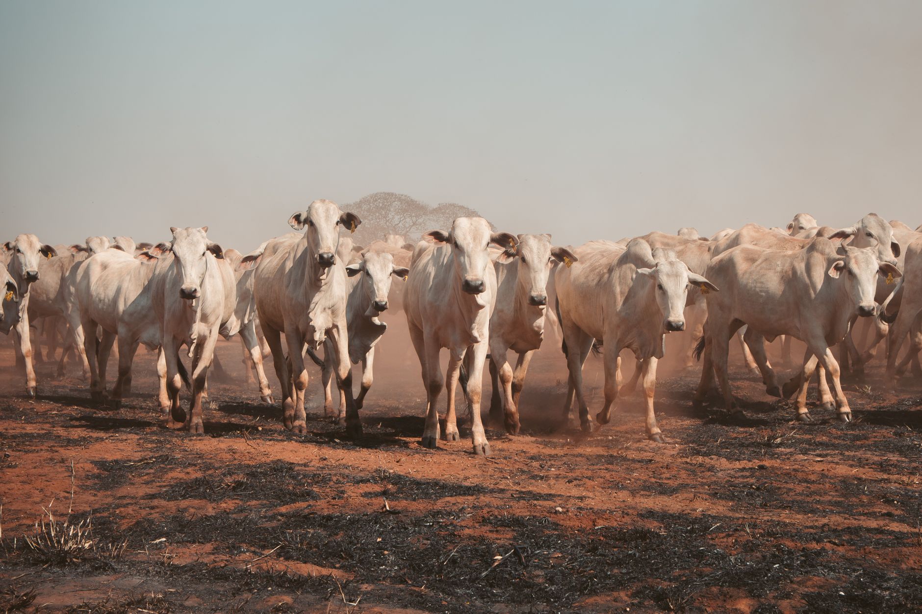 Bovini dal mantello chiaro al pascolo