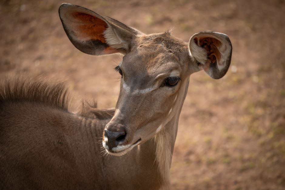Antilope africana nella foresta