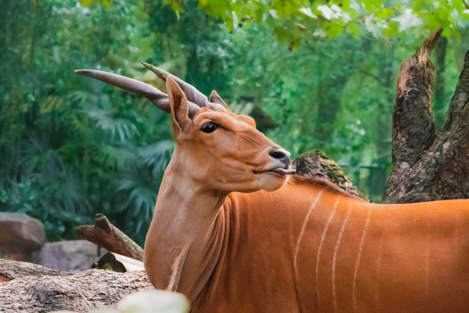 Paesaggio naturale del Kenya