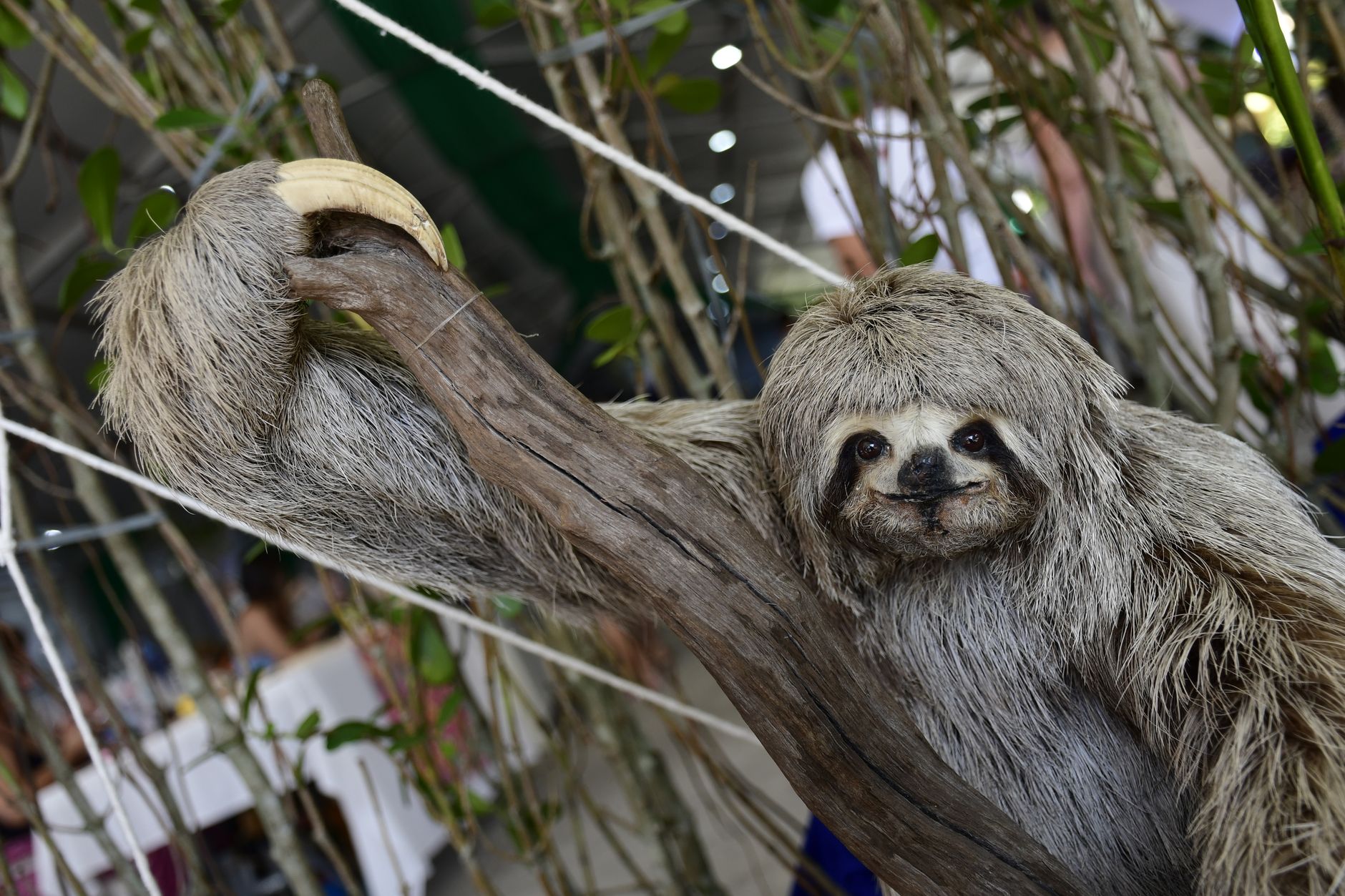 Un bradipo appeso a un ramo nella foresta tropicale