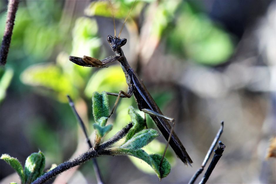 Barriera corallina habitat della canocchia