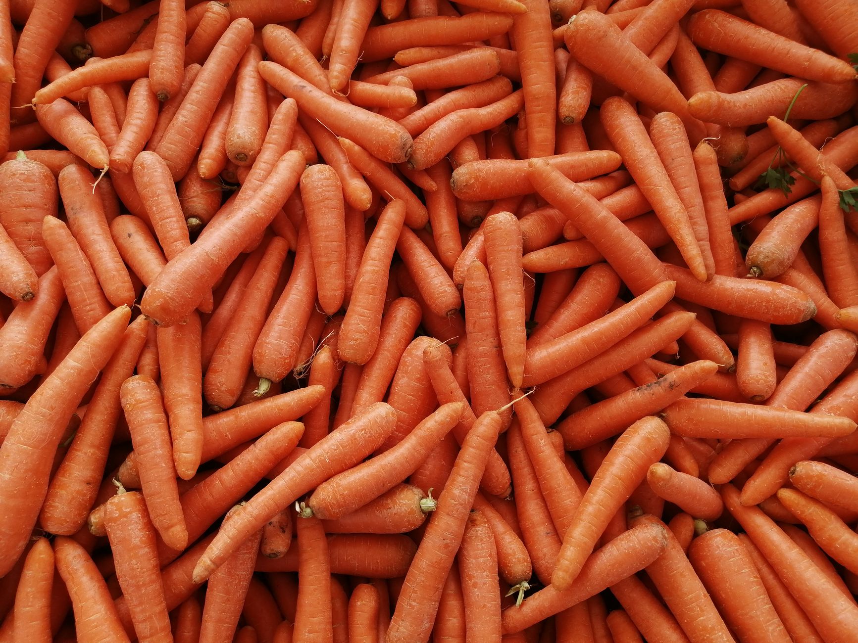 Mucchio di carote fresche e arancioni al mercato