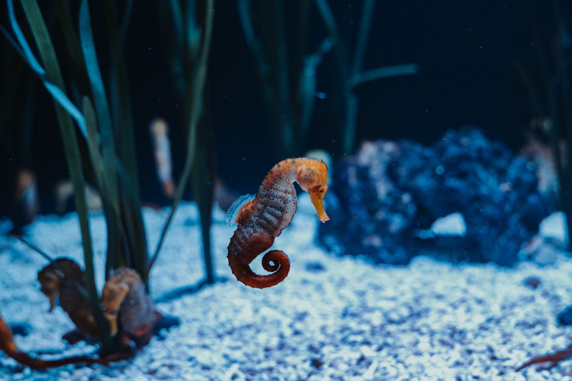 Cavalluccio marino aggrappato a un'alga in posizione verticale