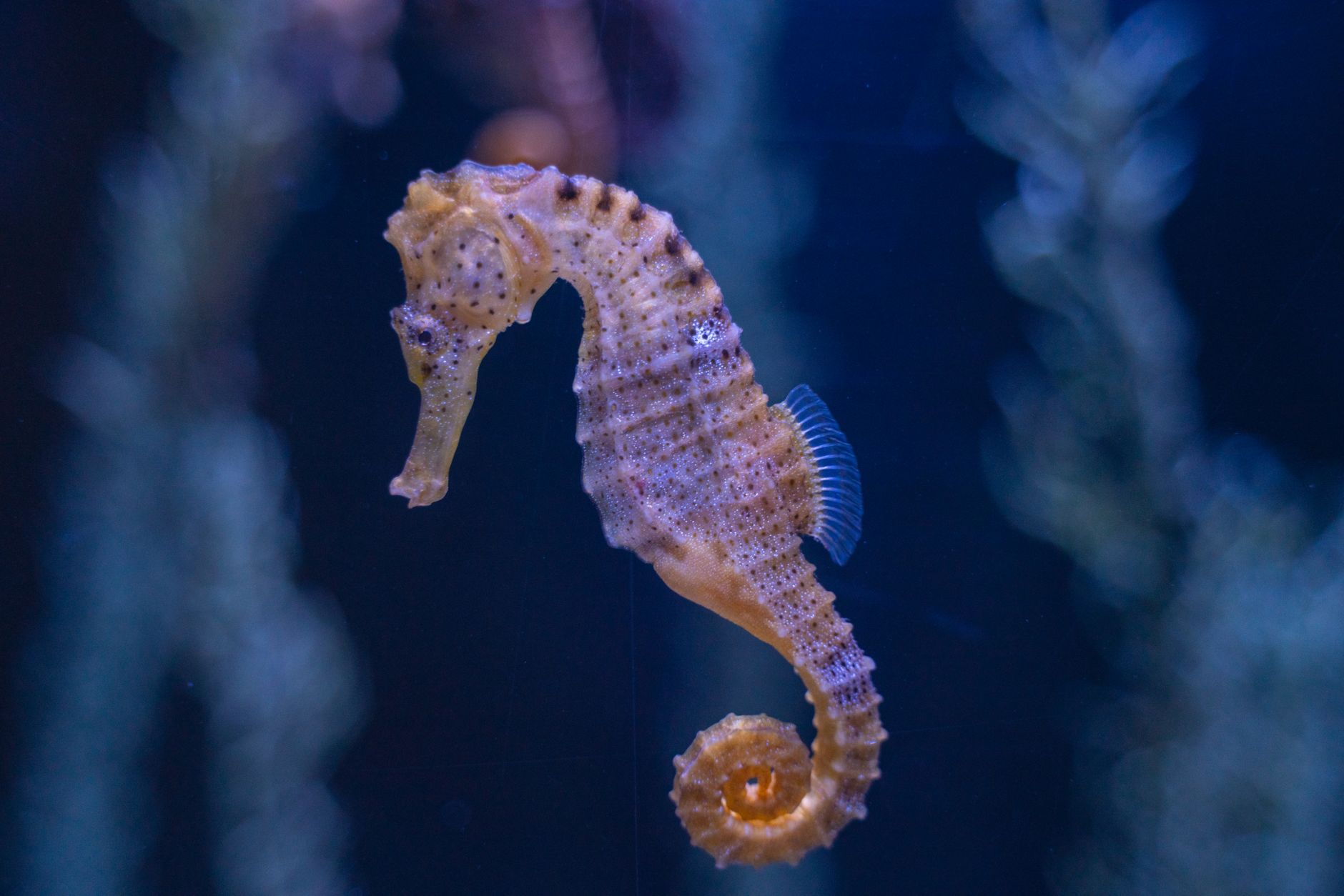 Cavallucci marini in una prateria di posidonia sul fondale